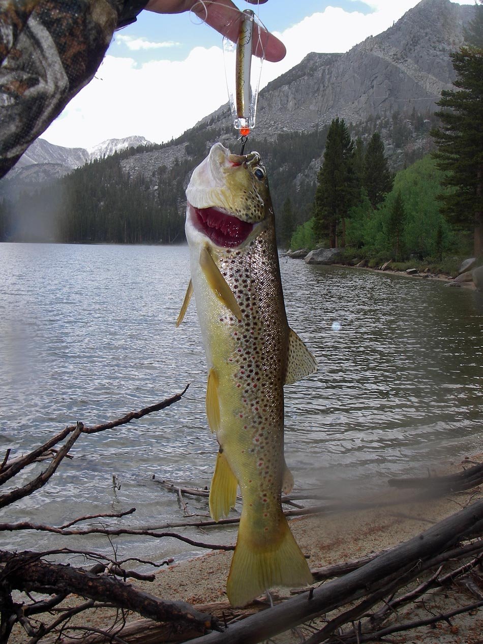 The biggest brown trout Mike Dufish scored during his nine-day backpack vacation into the High Sierra 7/22/2021