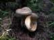 imgp0218_small.jpg
