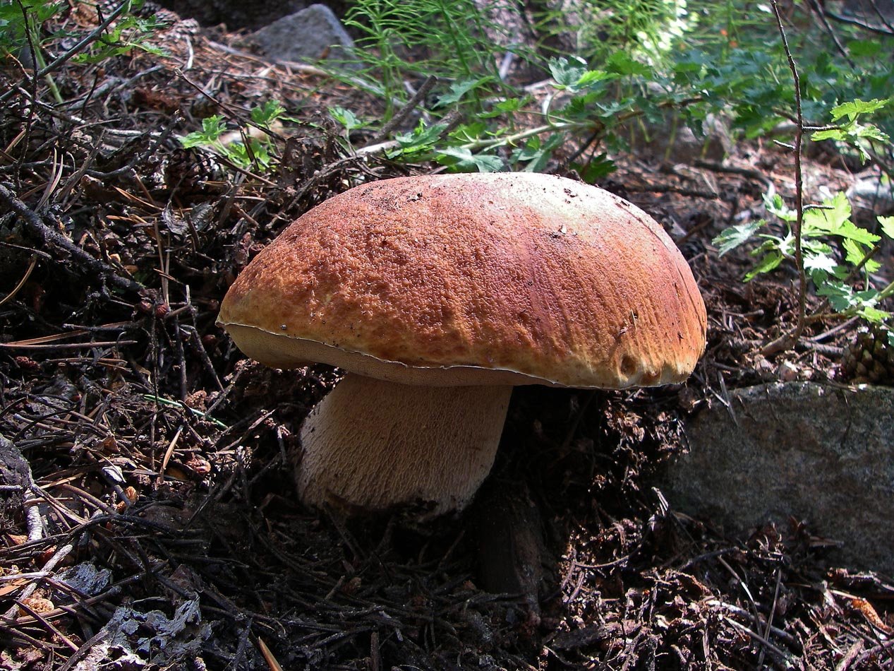 imgp0224.jpg