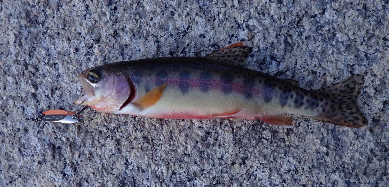 All the fish were dinky at Secret Golden Trout Lake 8/20/2021