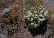 imgo7190100_small.jpg