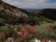 imgp7240045_small.jpg