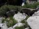imgp7290078_small.jpg