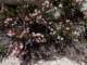 imgp7300120_small.jpg