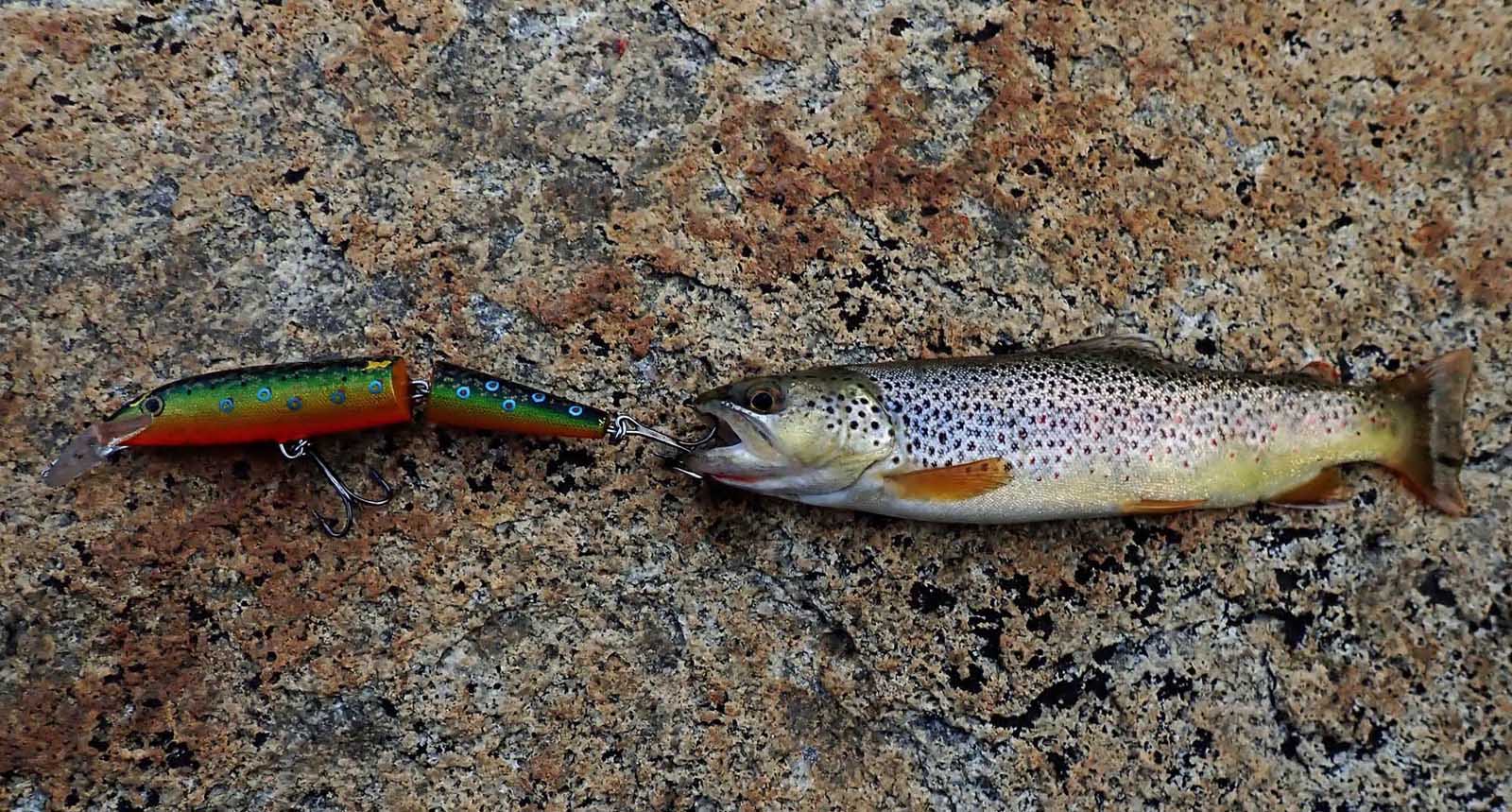 10-day backpack for big brown trout and this was the only one landed 7/24/2024