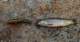 10-day backpack for big brown trout and this was the only one landed 7/24/2024
