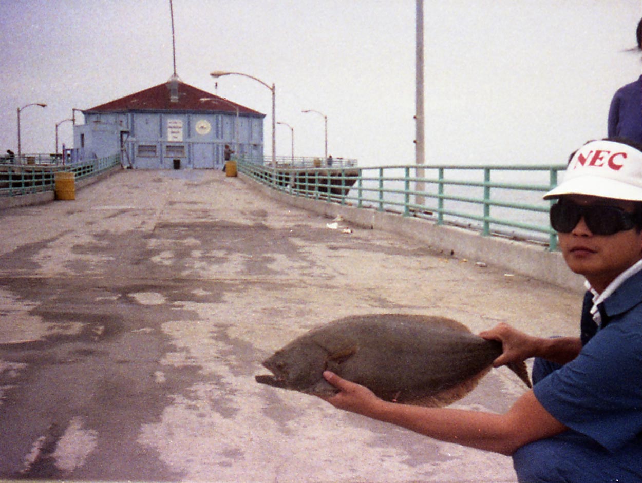 Breakwall Sam caught this legal halibut from the Manhattan Beach Pier on a live anchovy 1987