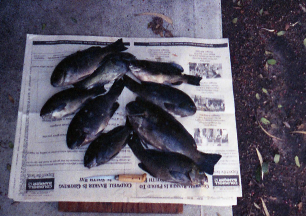 Great batch of opaleye from the Redondo Breakwall 1987