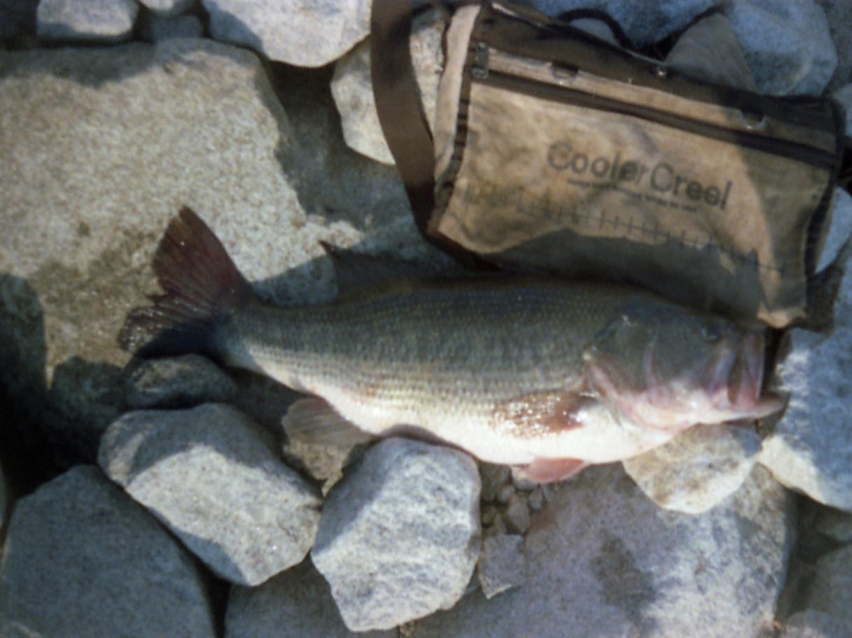 Mike Dufish caught this 6-8 bass from Eastman Lake Dam using a Gitzit jig Thanksgiving 1987