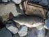 Mike Dufish caught this 6-8 bass from Eastman Lake Dam using a Gitzit jig Thanksgiving 1987