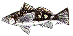 calico bass
