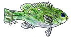opaleye