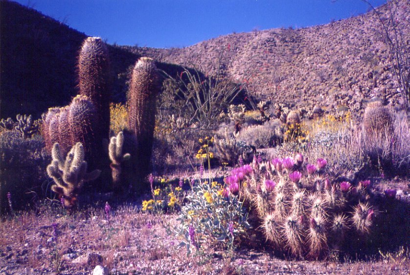 anzaborrego.jpg