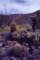 anzaborrego2_small.jpg
