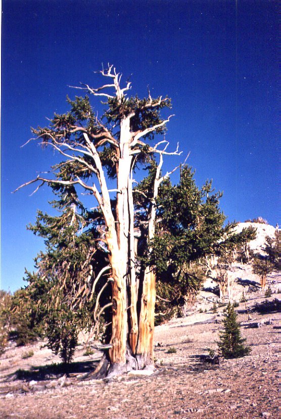 bristlecone.jpg