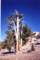 bristlecone_small.jpg