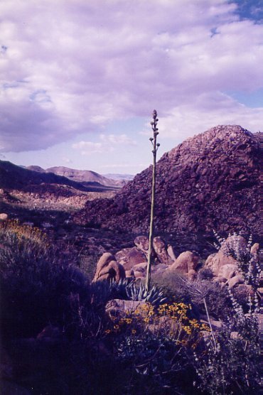 carrizocanyon.jpg