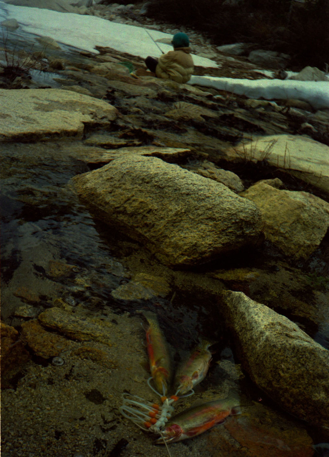 Six-year-old Chris M. landed 3 huge golden trout 1995