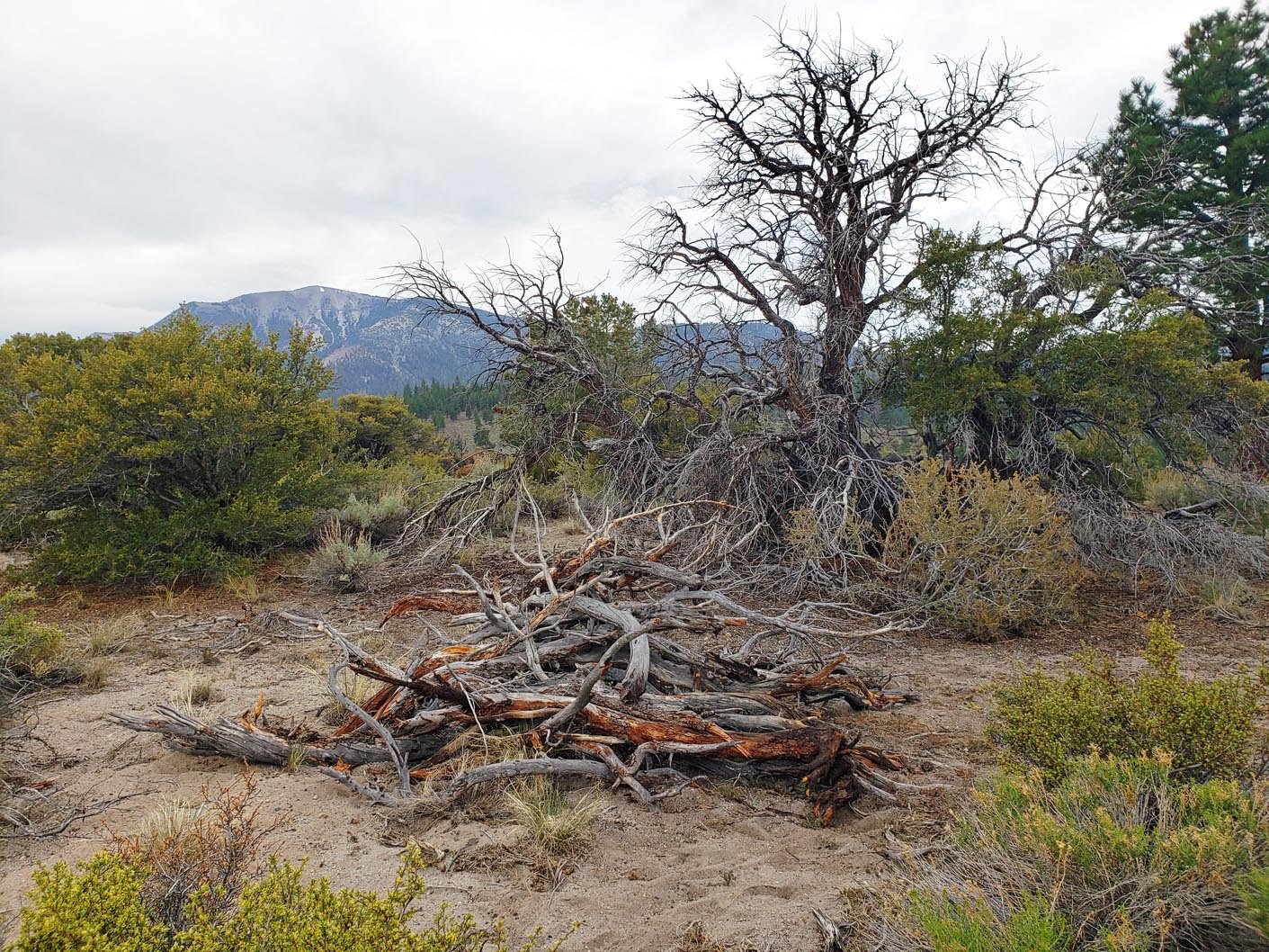 Collected mountain mahogany for my smoker 6/15/2020