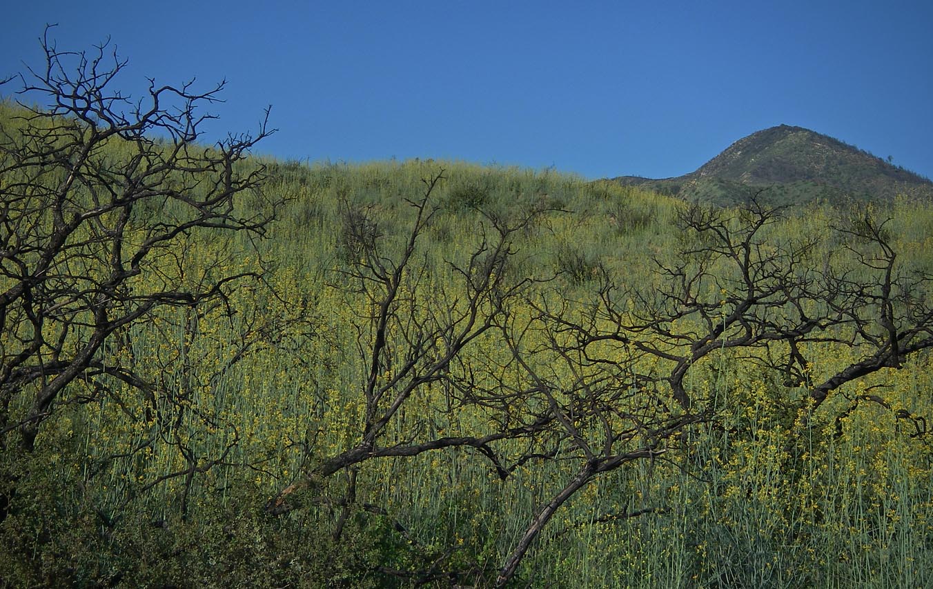 Green and flowers 2 wet winters after the Holy Fire near my 'hood  4/25/2020