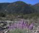 imgp0003_small.jpg