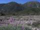 imgp0004_small.jpg