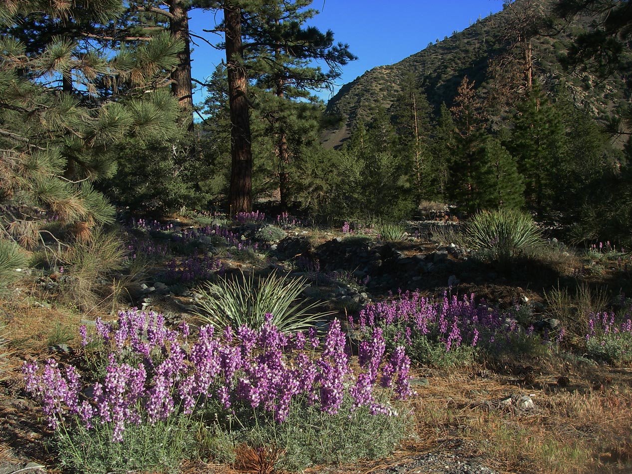 Lupine blooming in the forest 5/16/2020
