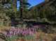 Lupine blooming in the forest 5/16/2020