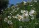 imgp0020_small.jpg