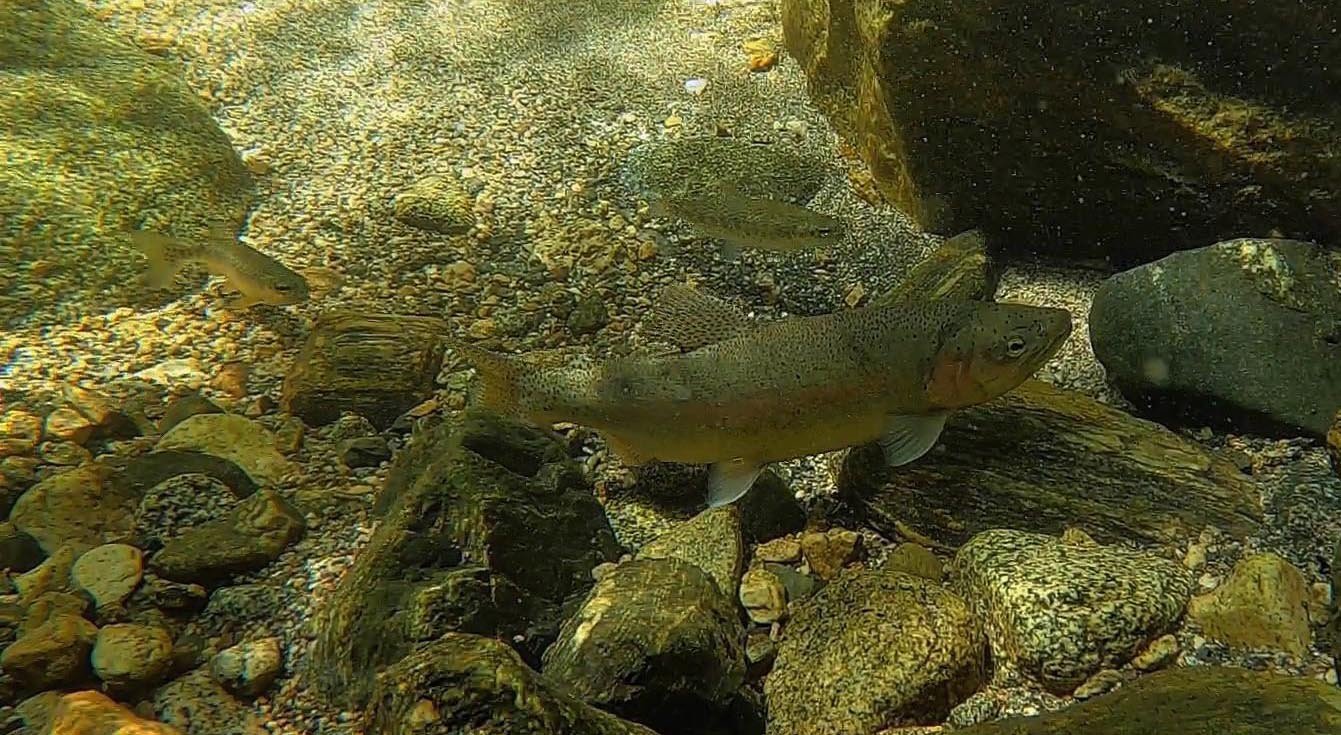 Biggest trout I ever saw in this creek for 50 years of looking