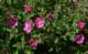 imgp0054_small.jpg