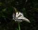 imgp0075_small.jpg