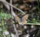 imgp0089_small.jpg