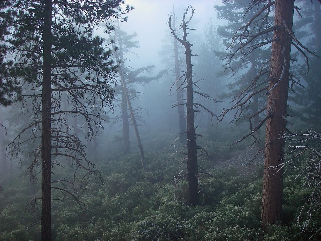 Foggy morning while hike training in the local mountains 6/6/2020 