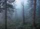 Foggy morning while hike training in the local mountains 6/6/2020 