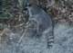imgp0011_small.jpg