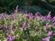 imgp0015_small.jpg
