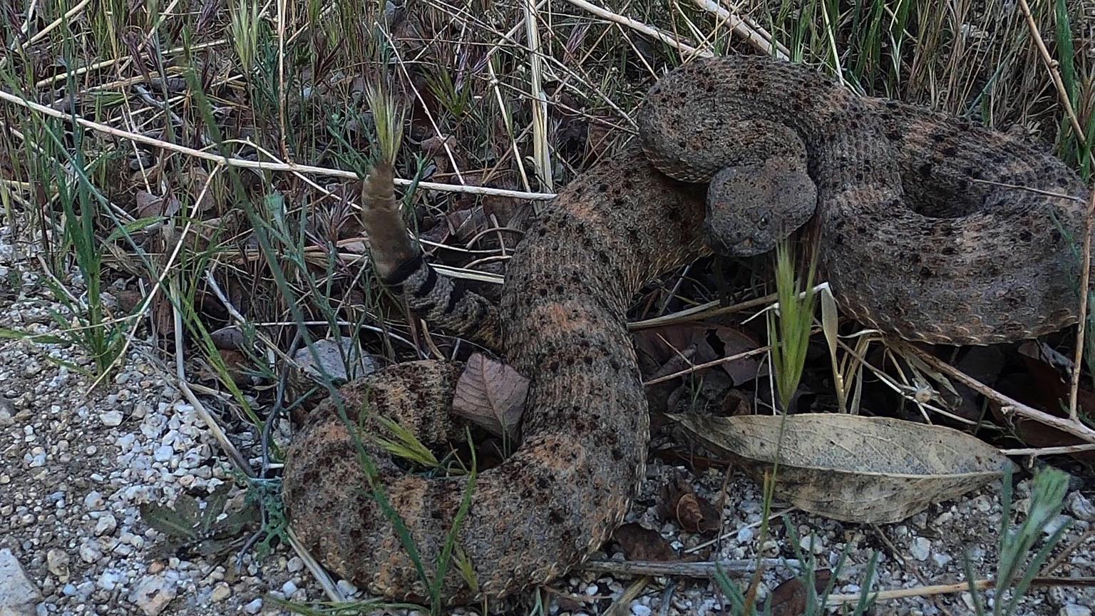 Speckled rattlesnake on Indian Truck Trail 4/3/2021 