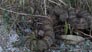 Speckled rattlesnake on Indian Truck Trail 4/3/2021 