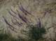 imgp0013_small.jpg
