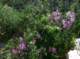 imgp0019_small.jpg