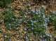 imgp0027_small.jpg