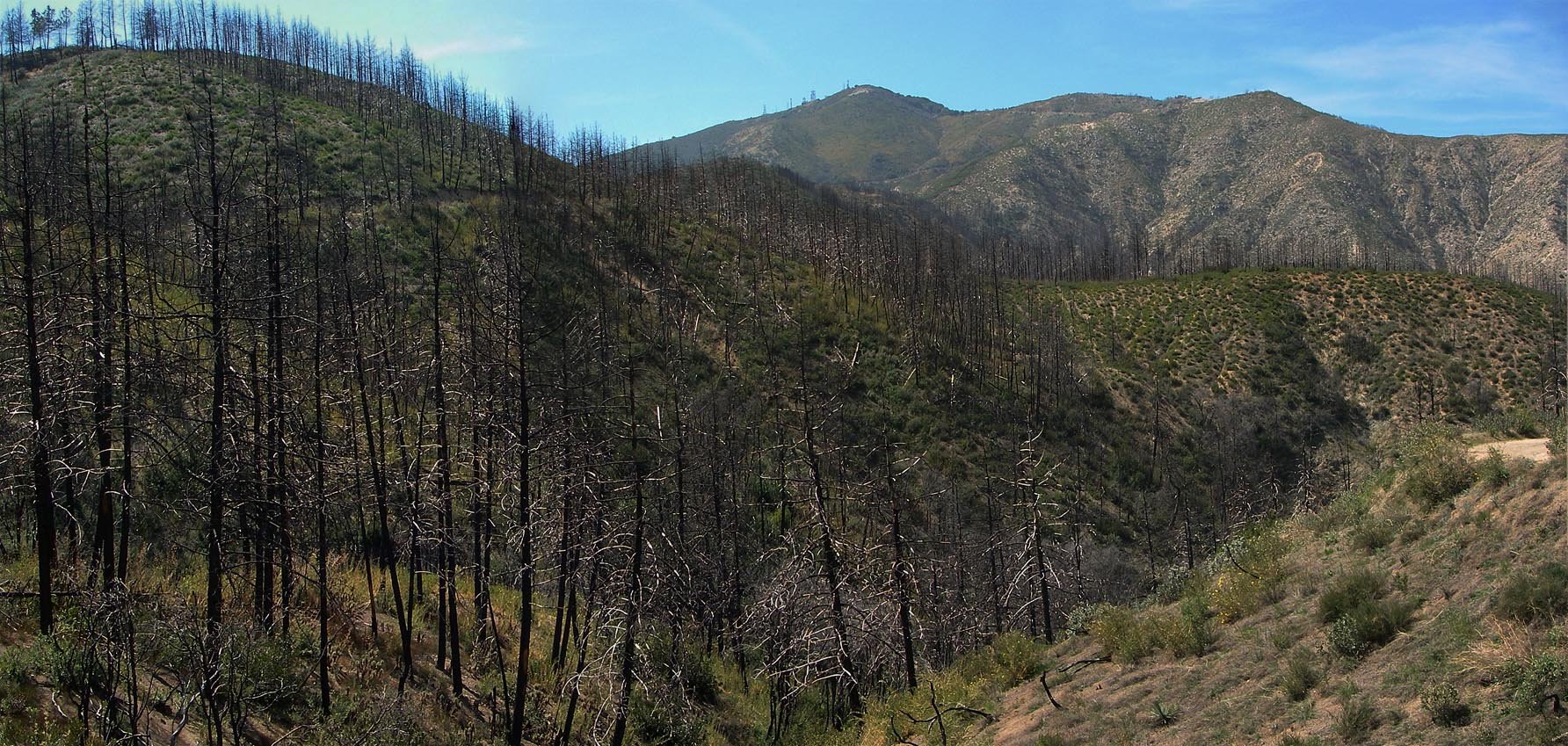 Indian Truck Trail Dead Coulter pine trees 2 1/2 years after the Holy Fire 4/3/2021