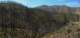 Indian Truck Trail Dead Coulter pine trees 2 1/2 years after the Holy Fire 4/3/2021