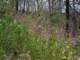 imgp0022_small.jpg