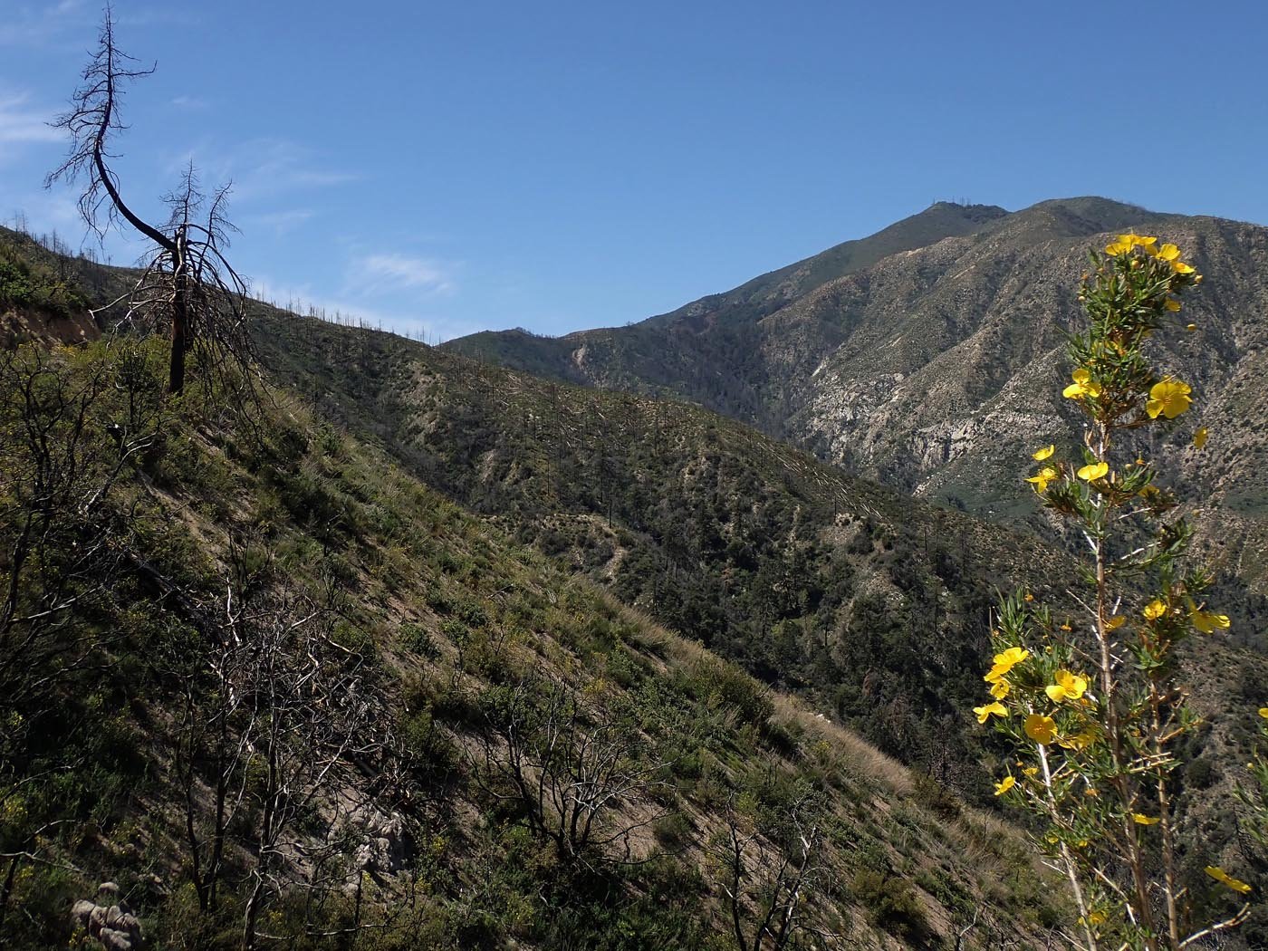 Santiago Peak as seen from Indian Truck Trail training hike V 4/9/2022