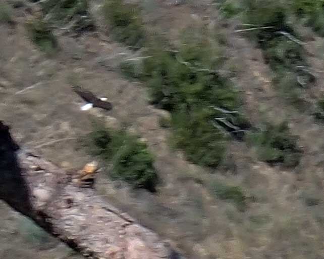 Eagle in the Santa Ana Mountains 4/23/2022