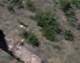 Eagle in the Santa Ana Mountains 4/23/2022