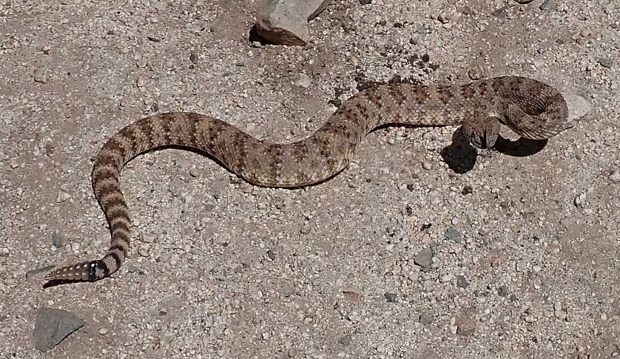 Speckled rattlesnake on Indian Truck Trail 4/30/2022