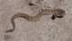 Speckled rattlesnake on Indian Truck Trail 4/30/2022